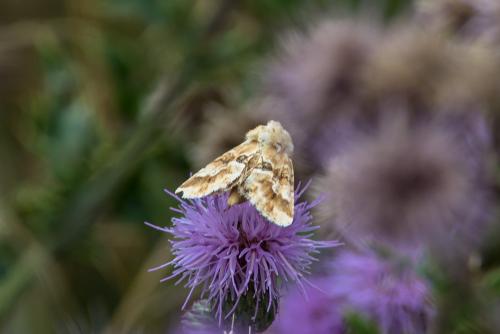 Eremobia ochroleuca